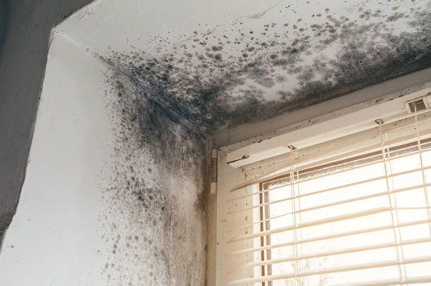 Affordable Mold Inspection And Testing solutions in Quincy, MI